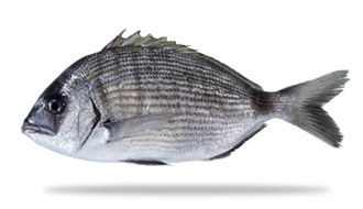 SHEEPSHEAD